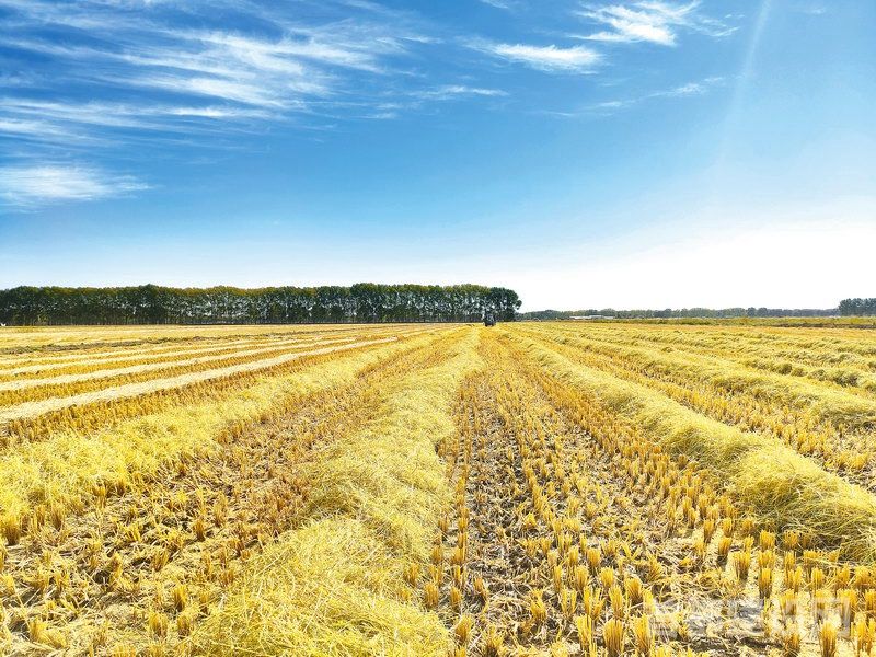 首农食品集团双河农场24万亩水稻开割