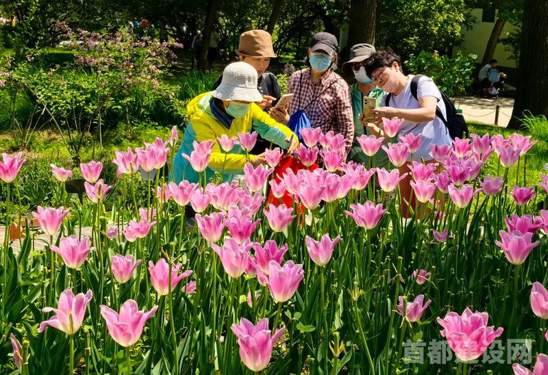 “五一”期间，游客在国家植物园内观赏郁金香